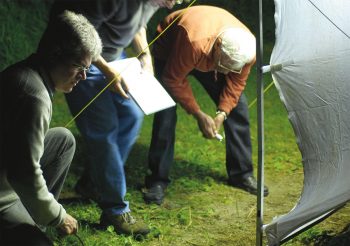 observation papillon de nuit drap blanc