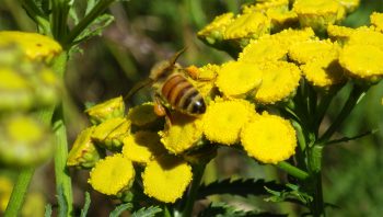 Abeille domestique