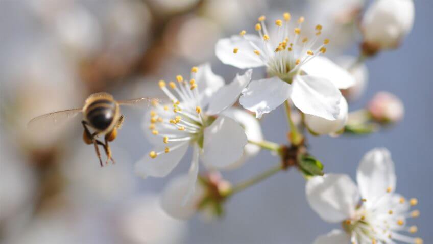 Abeille en vol Abeille en vol fleur blanche
