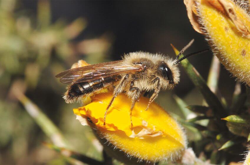 Abeille et genêt Abeille et genêt