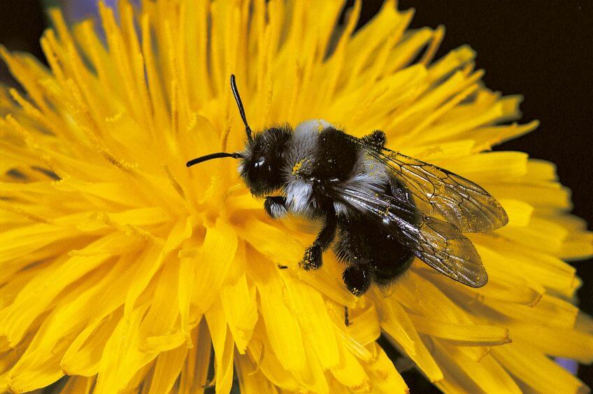 Abeille et pissenlit Abeille et pissenlit