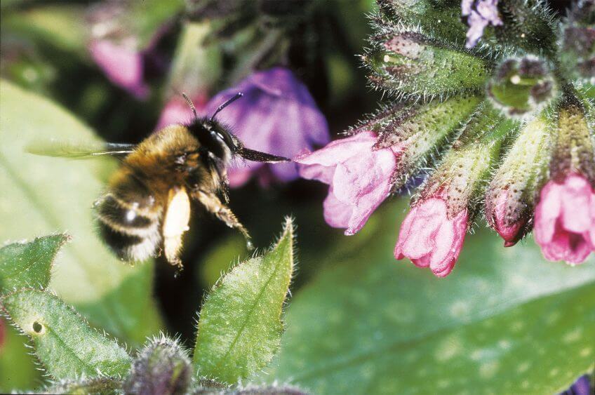 Abeille et pulmonaire  Abeille et pulmonaire