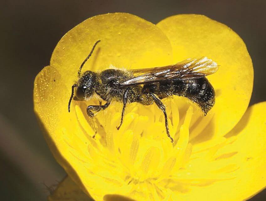 Abeille et renoncule Abeille et renoncule