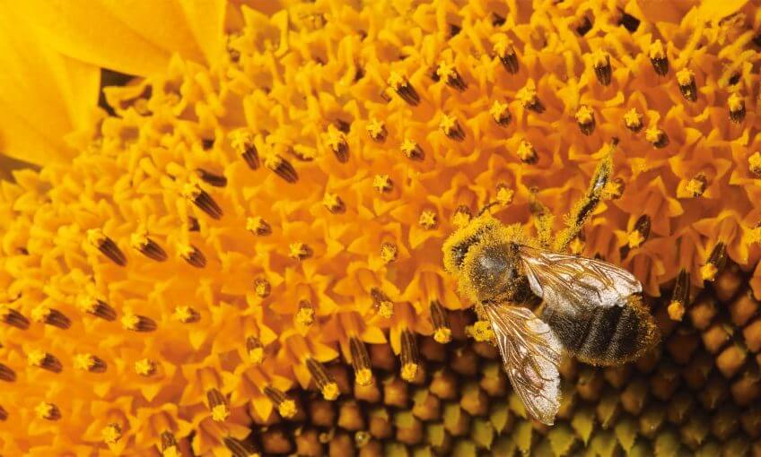 Abeille et tournesol Abeille tournesol pollen