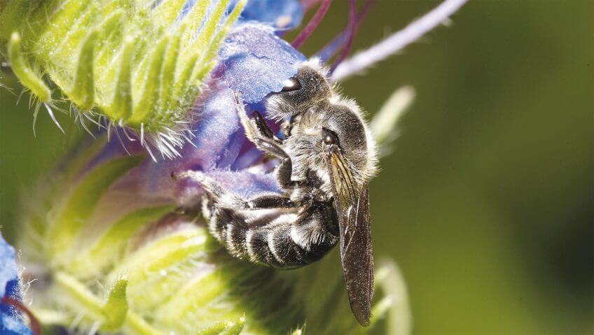Abeille et vipérine Abeille et vipérine