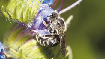 Abeille et vipérine Abeille et vipérine