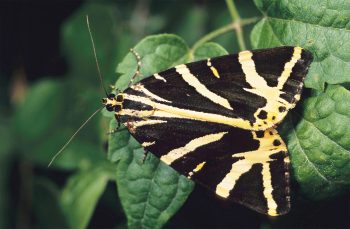 Afficher sa toxicité pour échapper aux insectivores.  toxique papillon jaune noir