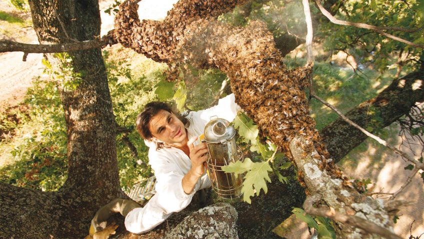 essaim abeille arbre ruche apiculteur