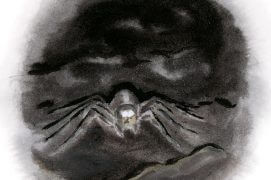 Araignée / © Jean Chevallier