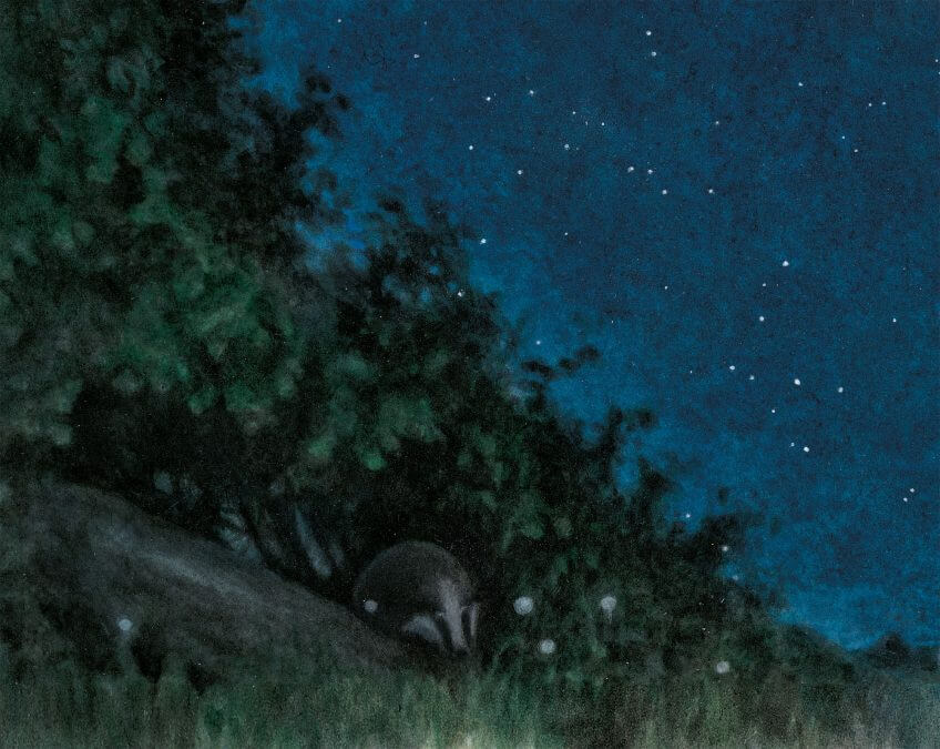 Blaireau dessin nuit blaireau