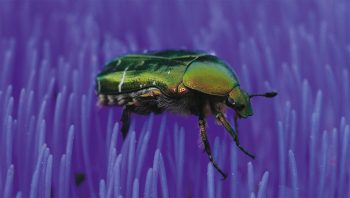 Cétoine Cétoine coléoptère fleur bleue