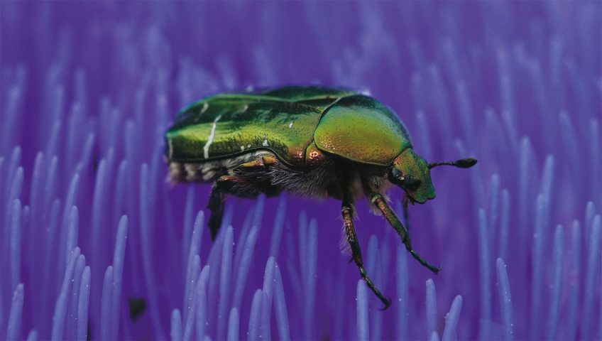 Cétoine coléoptère fleur bleue