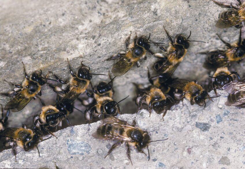Chaque andrène fauve s’occupe de son propre nid, mais ces abeilles s’installent par centaines les unes à côté des autres. andrène fauve nid colonie