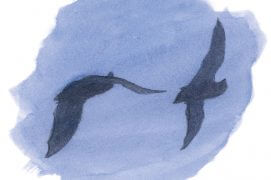 Chauves-souris / © Jean Chevallier