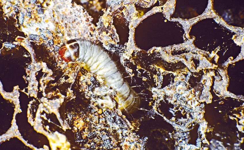 Chenille de teigne Chenille de teigne