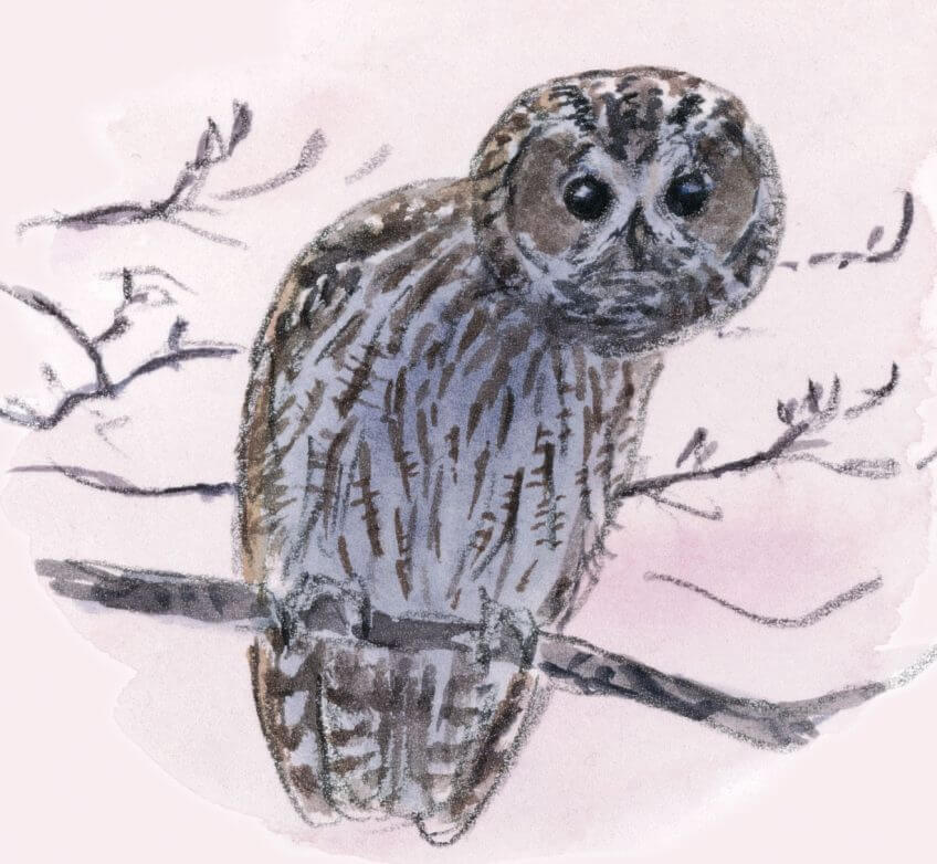 Dix règles d'or pour observer les animaux la nuit chouette hulotte