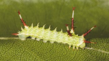 Côté habillage, les chenilles n’ont rien à envier aux papillons ailés . Ici, la hachette. hachette chenille papillon vert
