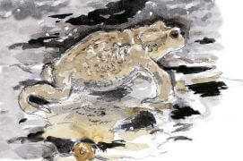 Crapaud et escargot / © Jean Chevallier