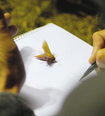 Petit sphinx de la vigne dessin nuit