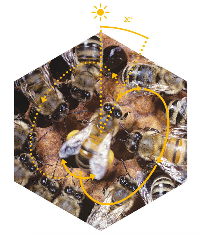 Dans la danse des abeilles, l'angle par rapport au soleil indique la position du nectar.  danse des abeilles schéma