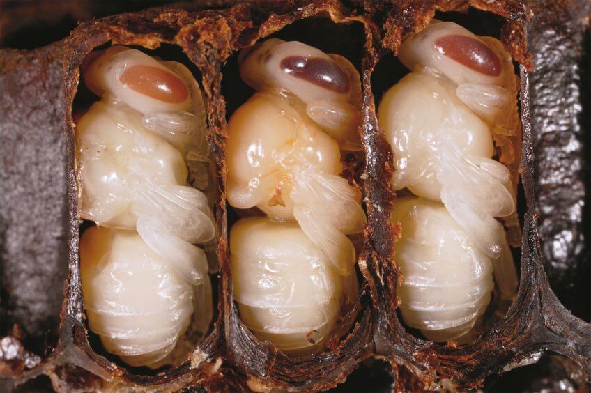 Dans leurs alvéoles operculées depuis huit jours, les larves se sont transformées en nymphes. Il faudra compter 4 jours de plus pour que les abeilles éclosent. nymphe abeille alvéole