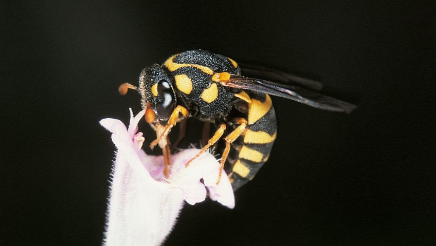 famille des guêpes masaridées pollen fleur