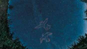 Deneb le Cygne, Altaïr l'Aigle et Véga la Lyre, trois étoiles particulièrement brillantes. 