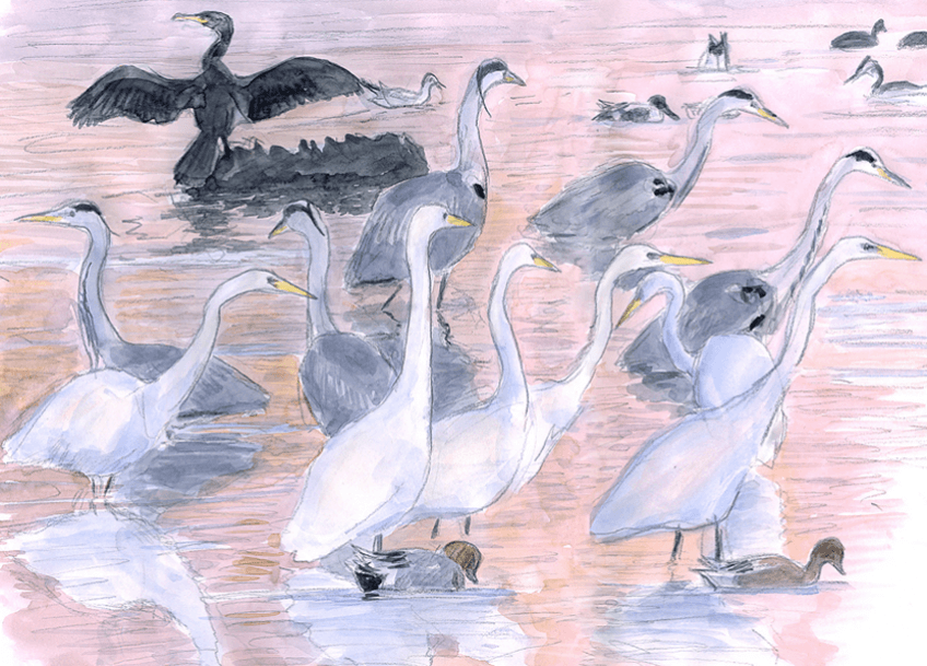 Hérons dans les eaux libres par Jean Chevallier - La Salamandre