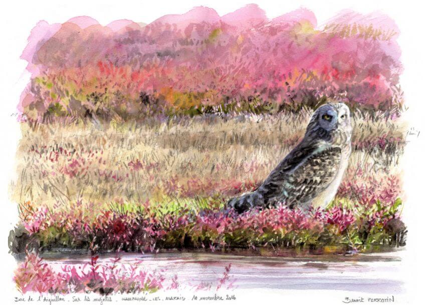 Hibou des marais Vendée Benoit Perrotin La Salamandre