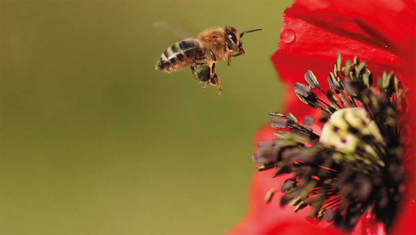 rouge abeille coquelicot