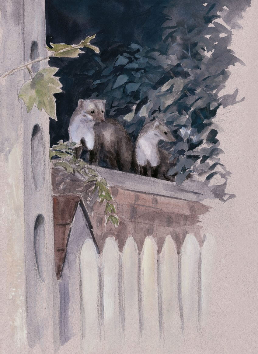 «Deux fouines apparaissent sur le mur mitoyen.» dessin nuit fouine muret