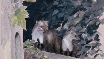 «Deux fouines apparaissent sur le mur mitoyen.» «Deux fouines apparaissent sur le mur mitoyen.»