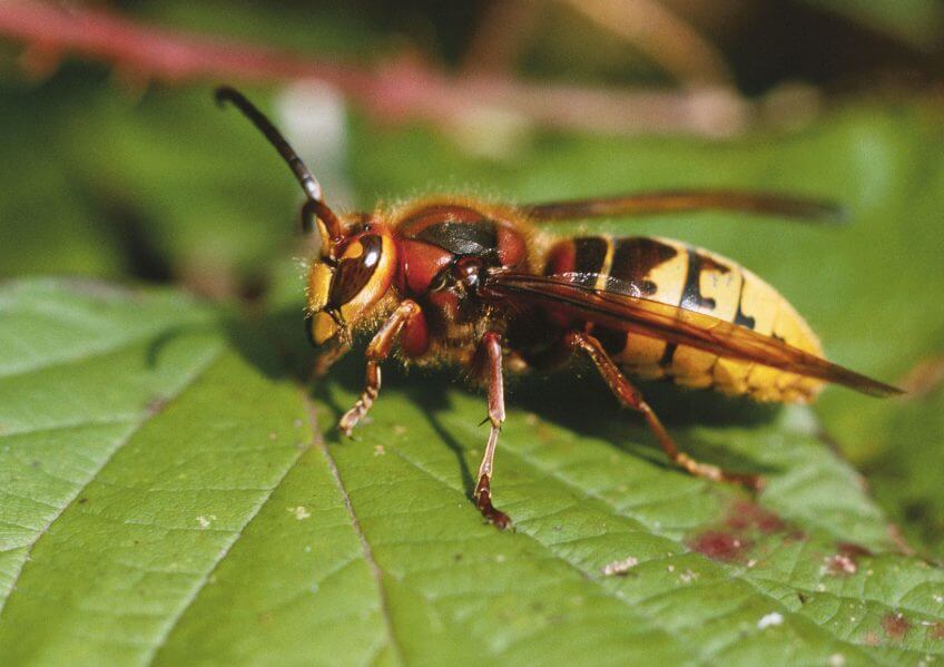 Frelon Frelon insecte
