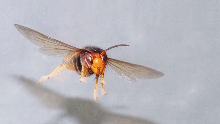 Frelon asiatique Frelon asiatique vol insecte