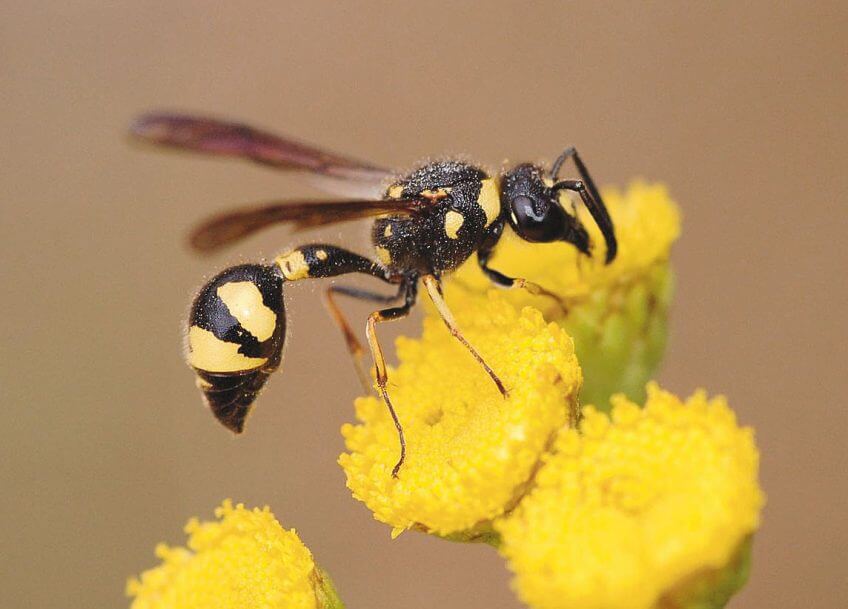 Guêpe Guêpe fleur jaune
