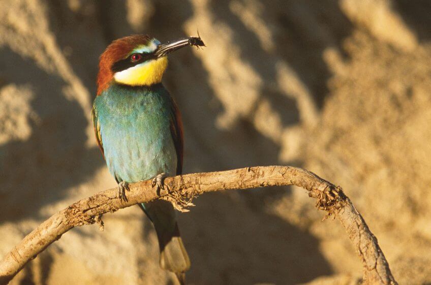 Guêpier Guêpier oiseau