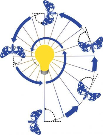 Habituellement, un papillon garde son cap en maintenant un angle constant avec la lumière des astres. Mais quand la source lumineuse est proche de lui, cela le conduit dans une spirale mortelle. spirale mortelle papillon schéma vol nuit lumière