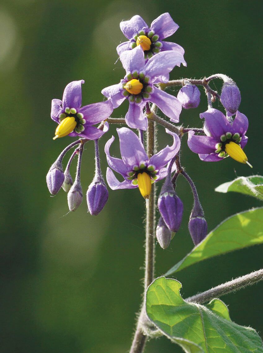 La douce-amère La douce-amère plante fleur