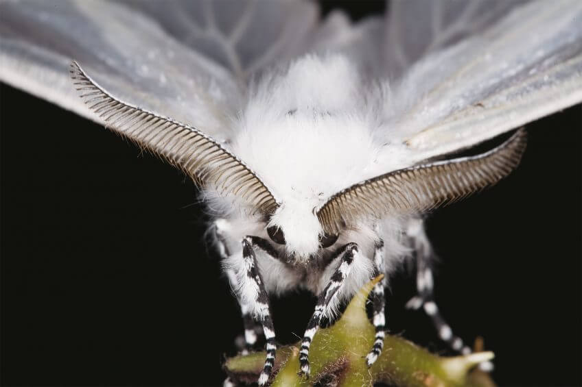 La forme sophistiquée des antennes de nombreux papillons de nuit démultiplie la puissance de leur odorat. antenne papillon blanc
