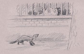 «La fouine passe près du chat installé sur la margelle, en marquant à peine une hésitation.» dessin nuit fouine chat