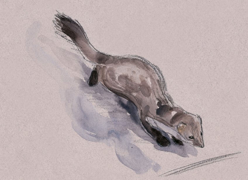 «La fouine traverse droit vers moi.» dessin nuit fouine