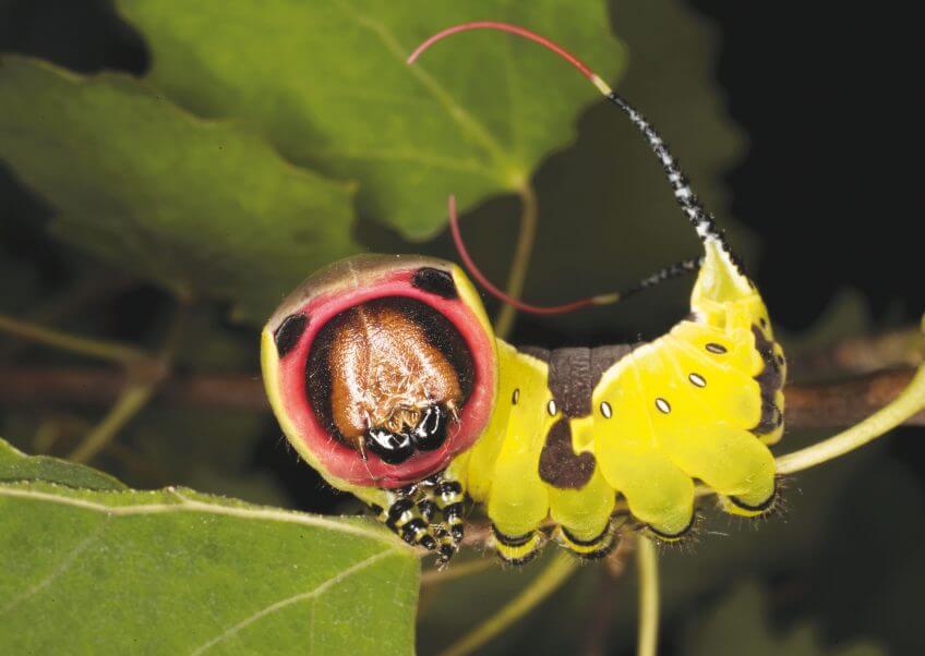 La grande queue fourchue chenille papillon grande queue fourchue