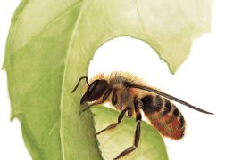 La mégachile, abeille coupeuse de feuilles / © Antoine Richard d'après Nicolas Vereecken