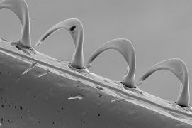 La rangée de crochets grâce auxquels les ailes postérieures s’accrochent aux antérieures pendant le vol, ce qui réduit les turbulences aériennes. / © Brigitte Wessicken