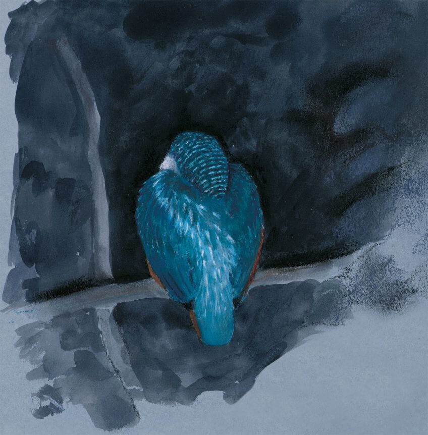 La tête dans les plumes, un martin-pêcheur dort, perché en boule au dessus de l'eau. dessin nuit martin-pêcheur bleu