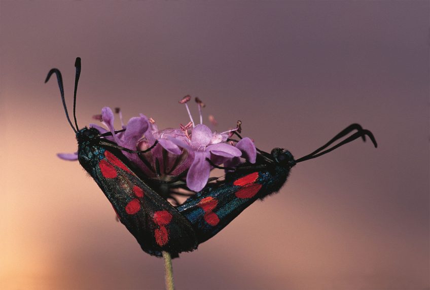 La zygène de la filipendule papillon