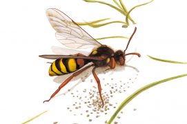 L'abeille-coucou Nomada  / © Antoine Richard d'après Nicolas Vereecken