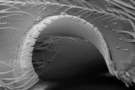 L’abeille domestique possède sur le talon de ses pattes avant un peigne, qui lui permet de coiffer ses antennes. / © Brigitte Wessicken