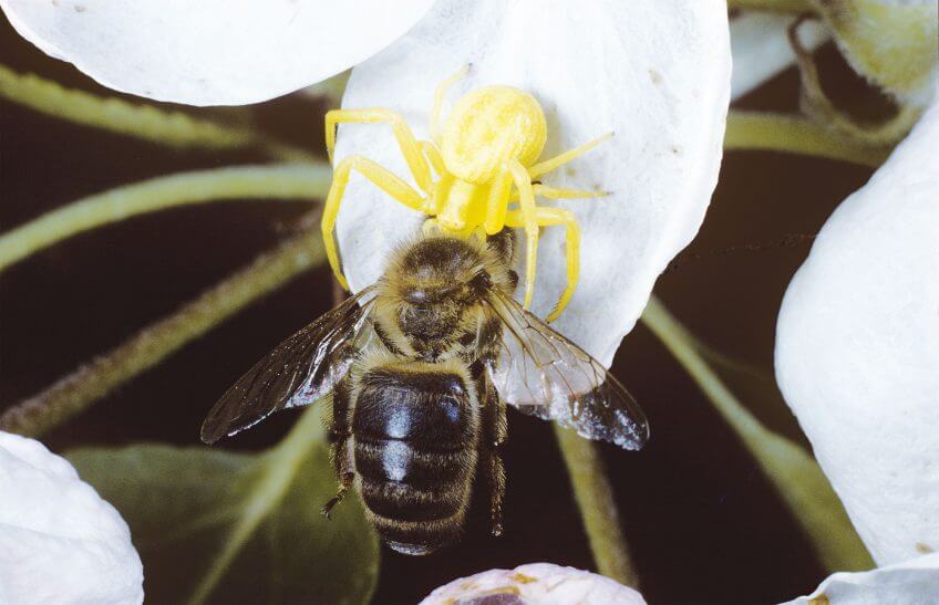 L'araignée crabe s'attaque aux abeilles.  araignée crabe abeille attaque
