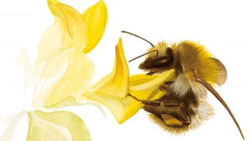 Le bourdon des champs Le bourdon des champs